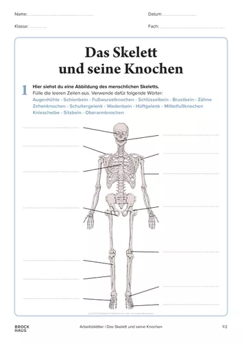 Arbeitsblatt »Das Skelett« – Unterrichtsmaterial in den Fächern Biologie &  Sachunterricht