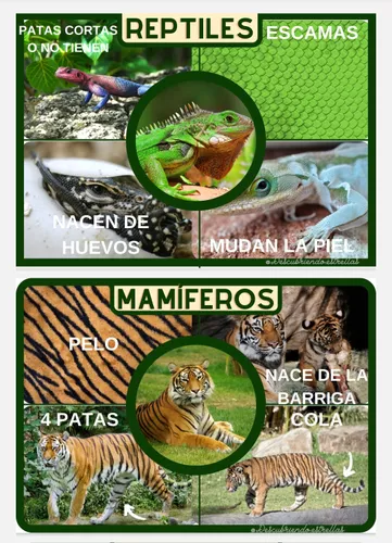Material Educativo - CLASIFICACIÓN DE LOS ANIMALES 17 LAMINAS EN