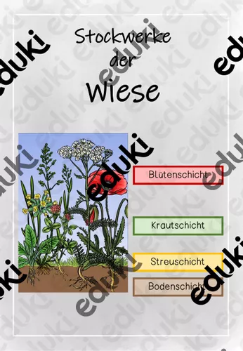 Stockwerke Der Wiese Arbeitsblatt Tafelmaterial Unterrichtsmaterial stockwerke-der-wiese-arbeitsblatt-tafelmaterial-unterrichtsmaterial
