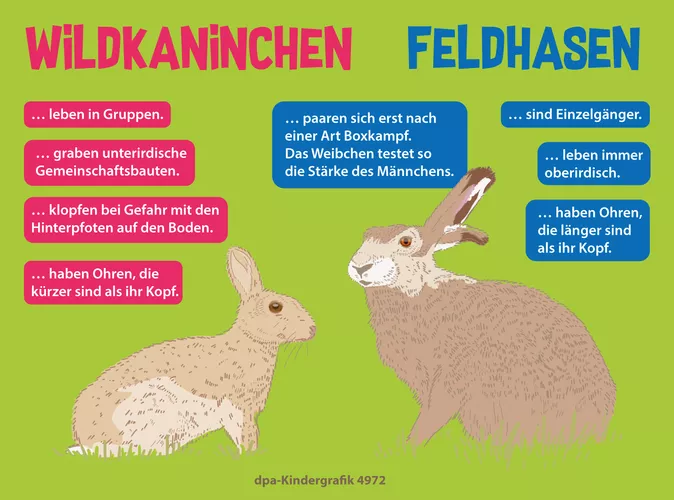 Wildkaninchen Feldhasen Kindergrafik Unterrichtsmaterial Im Fach wildkaninchen-feldhasen-kindergrafik-unterrichtsmaterial-im-fach