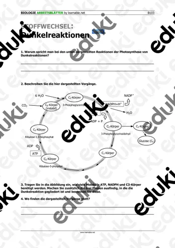 Dunkelreaktionen Bei Der Photosynthese Unterrichtsmaterial Im Fach dunkelreaktionen-bei-der-photosynthese-unterrichtsmaterial-im-fach