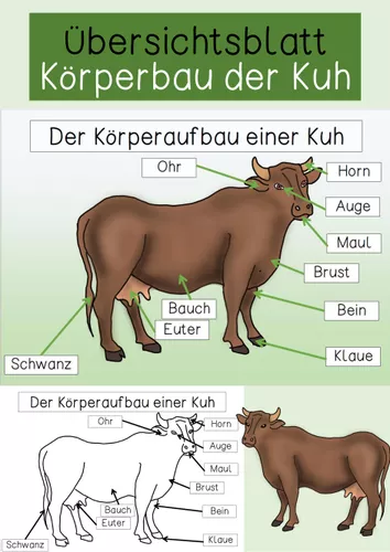 bersichtsblatt Der K rperbau Einer Kuh Unterrichtsmaterial Im Fach bersichtsblatt-der-k-rperbau-einer-kuh-unterrichtsmaterial-im-fach