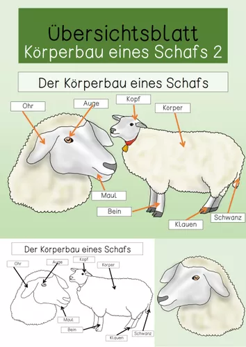 bersichtsblatt K rperbau Eines Schafs Unterrichtsmaterial Im Fach bersichtsblatt-k-rperbau-eines-schafs-unterrichtsmaterial-im-fach
