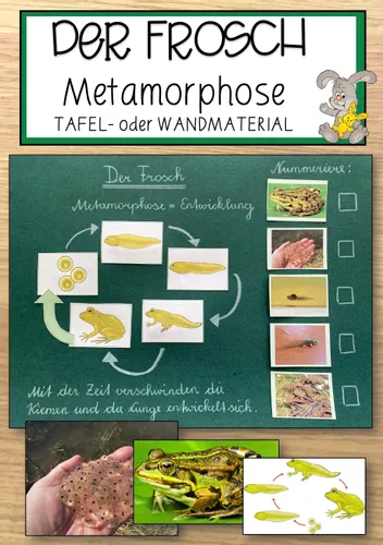 Tafelbildkarten Bildkarten Zur Metamorphose Des Frosches tafelbildkarten-bildkarten-zur-metamorphose-des-frosches