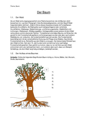 Der Baum (Wald, Aufbau, Wurzel, Baumstamm, Jahresringe