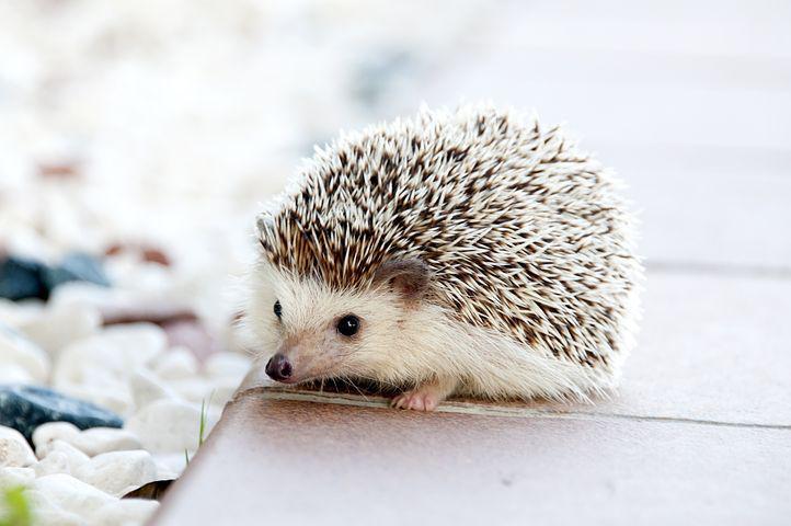 Was ist eigentlich das Igel-Syndrom?