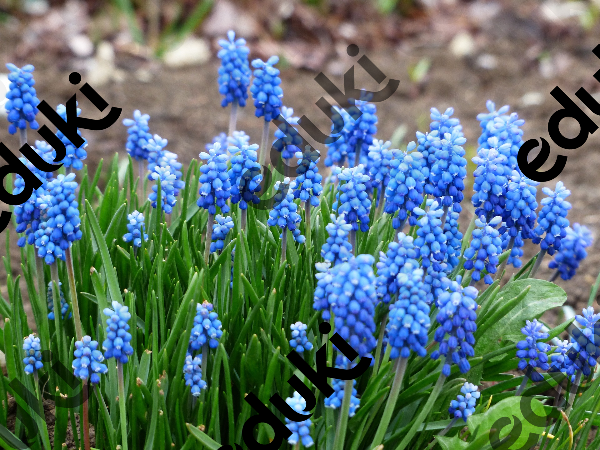ZoomedPreview
