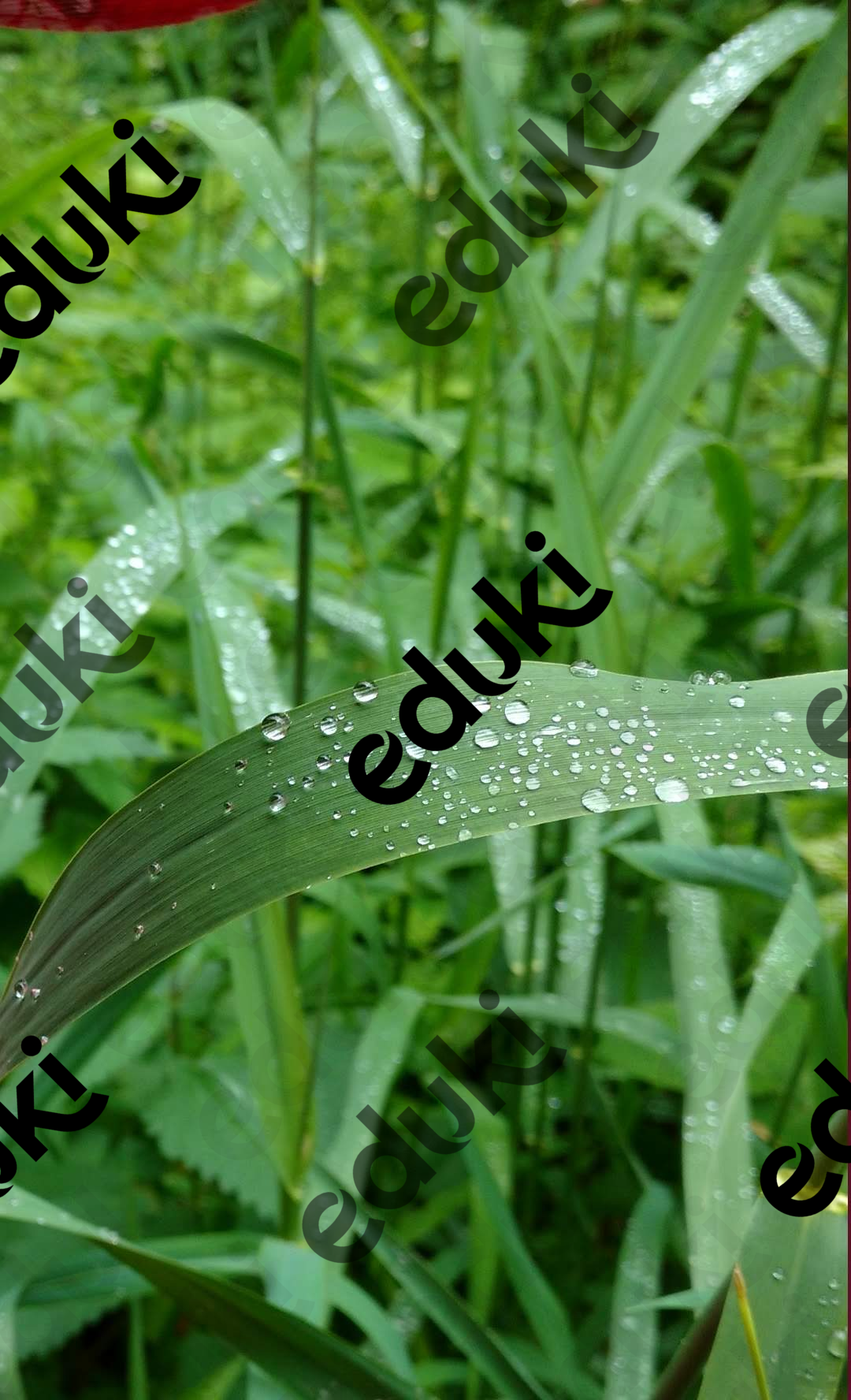ZoomedPreview