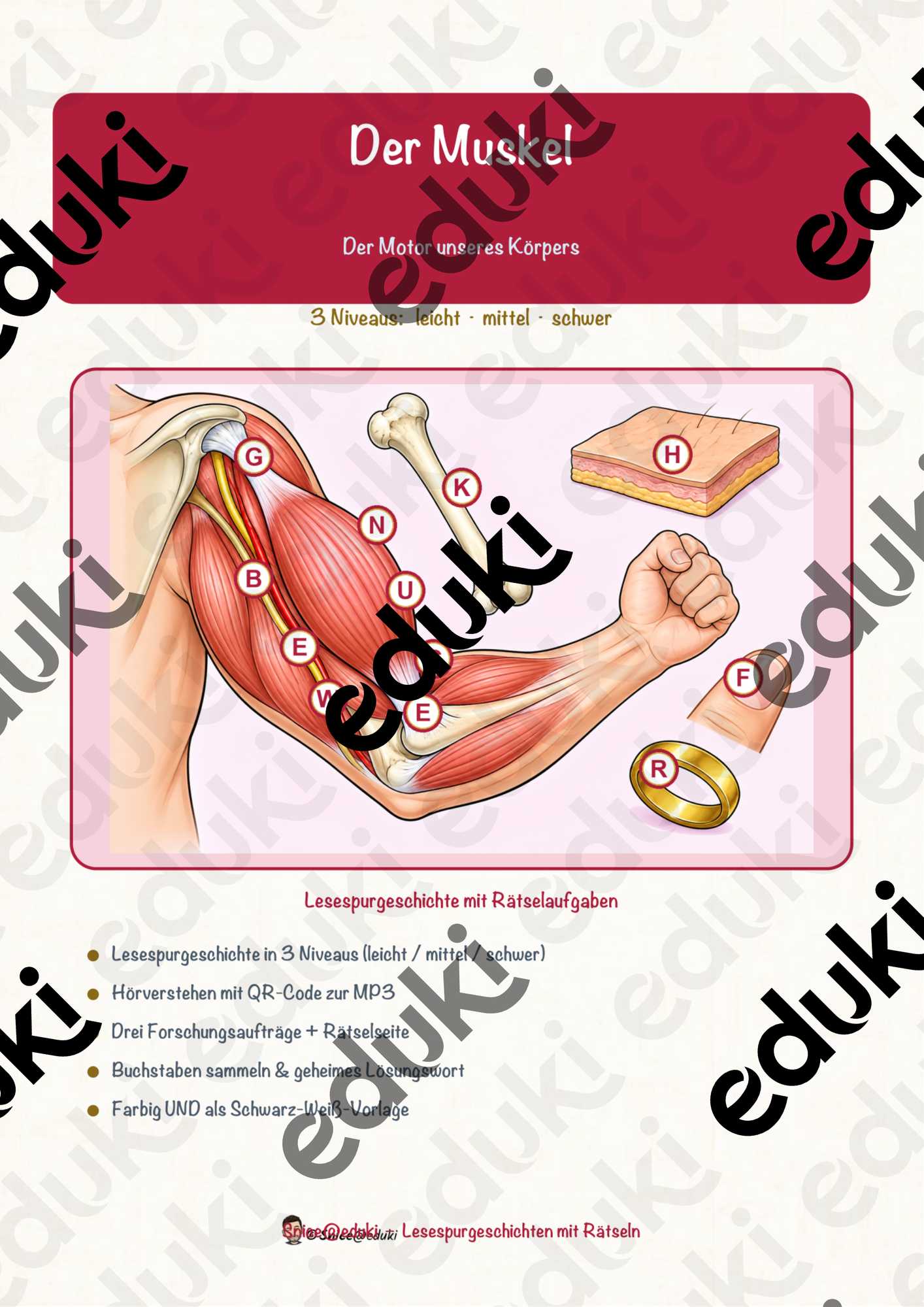 Der Muskel – Lesespurgeschichte mit Rätselaufgaben (Klasse 8)