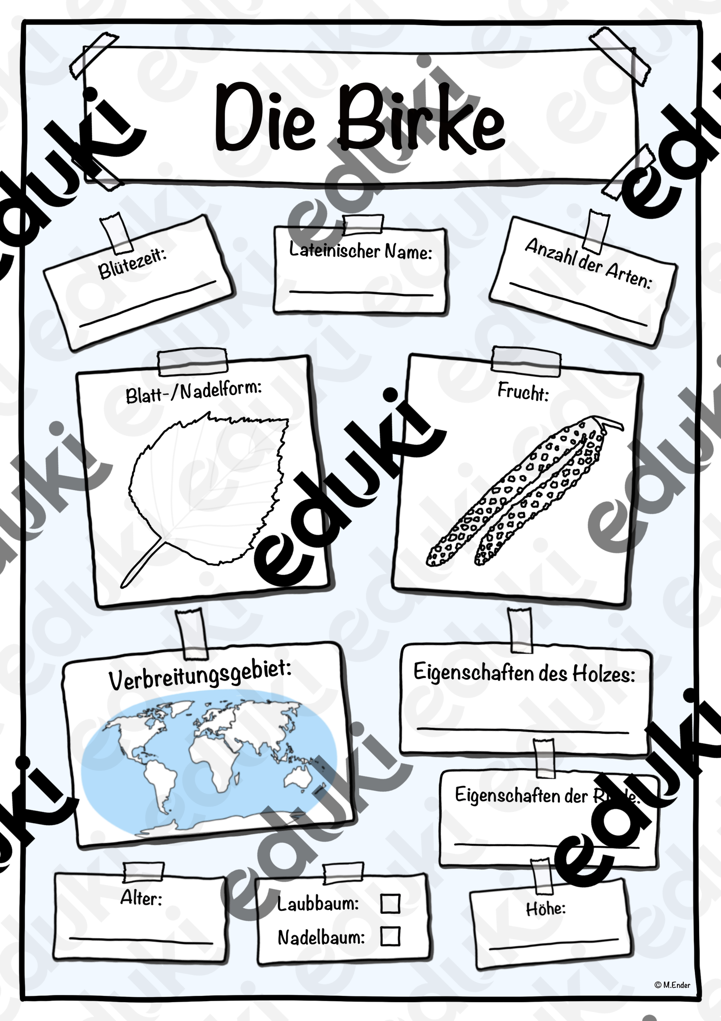 Steckbrief Birke (Baum/Bäume)