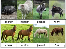 Cartes de nomenclature format Montessori les animaux de la ferme script -  Ressource pédagogique pour ton cours de Français