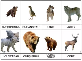 Cartes de nomenclature animaux de la savane script majuscule - Ressource  pédagogique pour les matières Explorer le monde (Cycle 1) & Acquisition du  langage