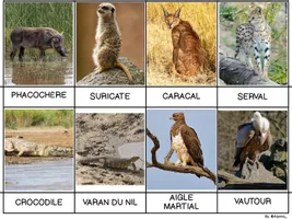 Cartes de nomenclature animaux de la savane script majuscule - Ressource  pédagogique pour les matières Explorer le monde (Cycle 1) & Acquisition du  langage