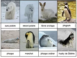 47 cartes de nomenclature les animaux polaires – Lud'Y Key
