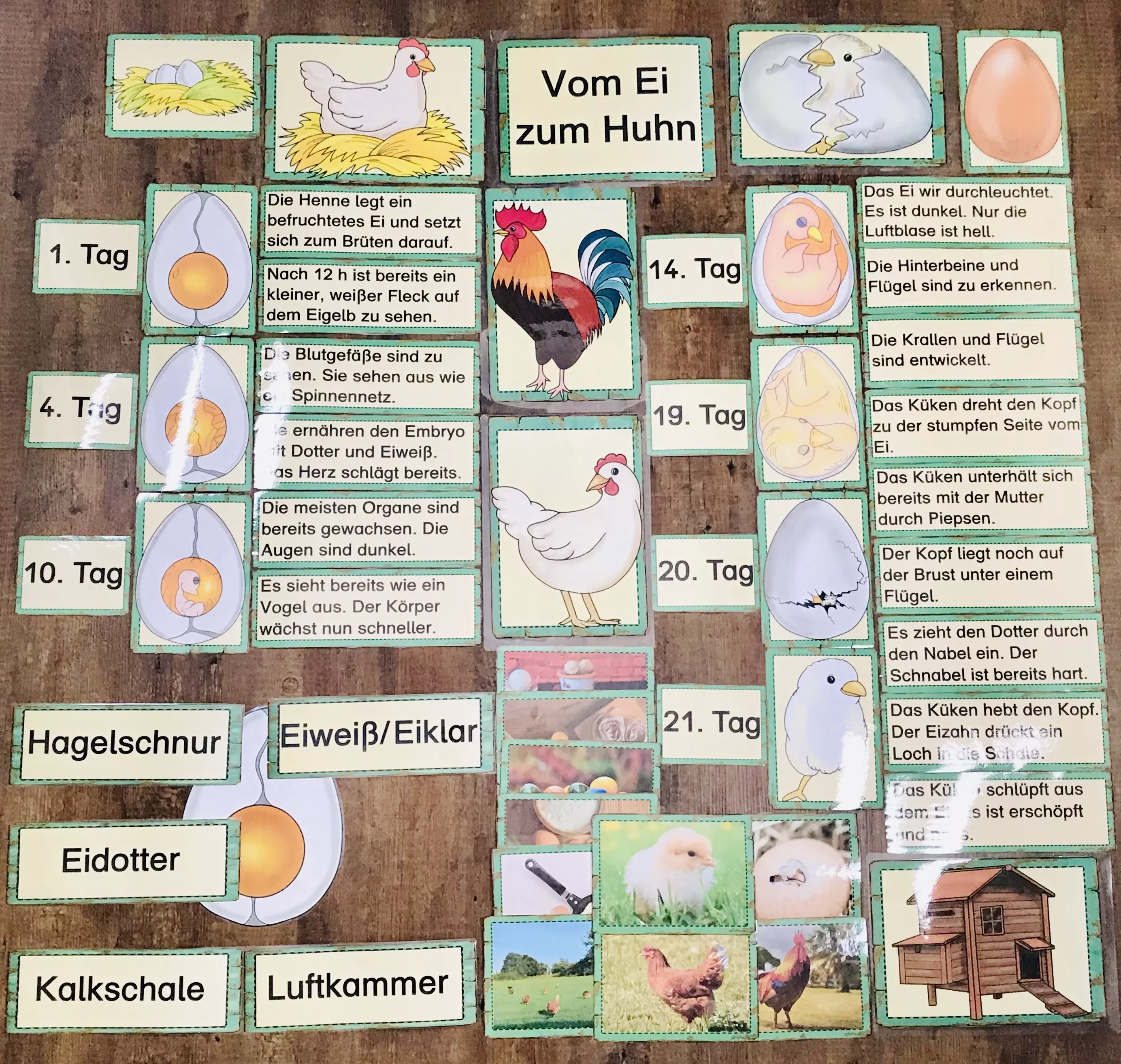 Tafelmaterial Vom Ei zum Huhn – Unterrichtsmaterial im Fach Sachunterricht