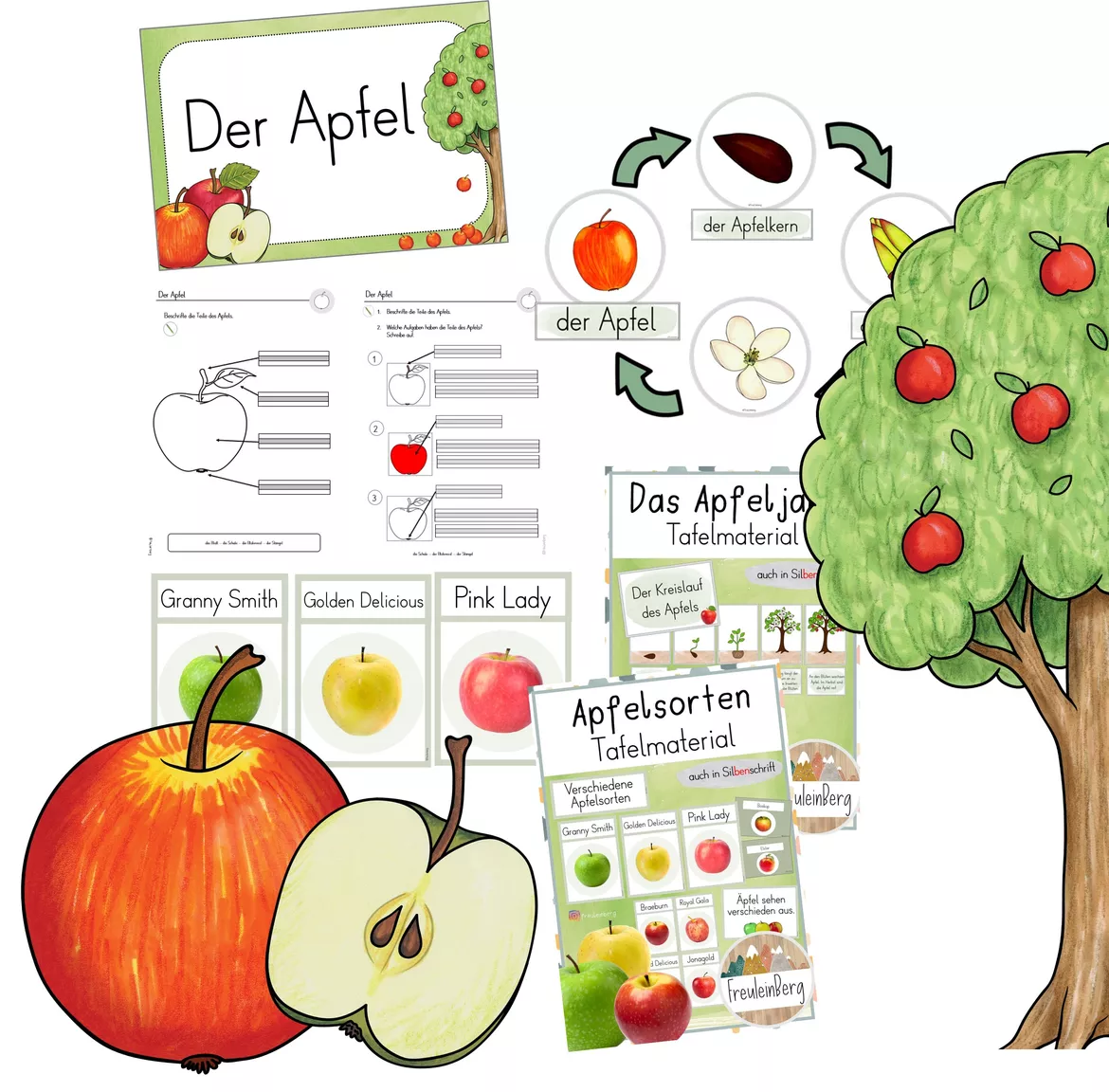 Bild in der Beschreibung des Unterrichtsmaterials Der Apfel - GESAMPTPAKET - Klasse 1 & 2 (differenziert) von FreuleinBerg #1