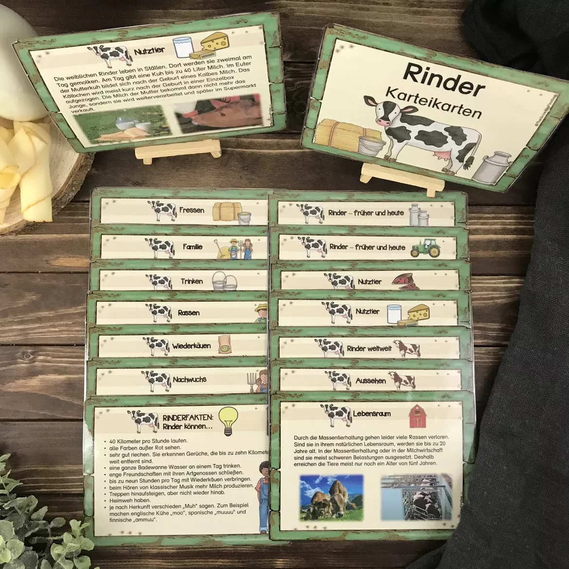 Bild in der Beschreibung des Unterrichtsmaterials Materialpaket zum Rind von The Growing Firsties #3