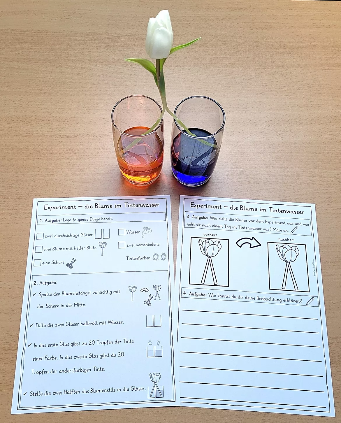 Bild in der Beschreibung des Unterrichtsmaterials Blumen färben Klasse 3-4 - Experiment im Frühling von Helles Köpfchen #2
