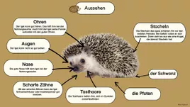 Bild in der Beschreibung des Unterrichtsmaterials Der Igel interaktive PDF Sachtext, digitale, Steckbrief, Quiz, Tafelbilder. von LernTagebuch #1