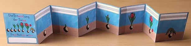 Bild in der Beschreibung des Unterrichtsmaterials Lebenszyklus Tulpe Klasse 1 - 4 LEPORELLO von Helles Köpfchen #1