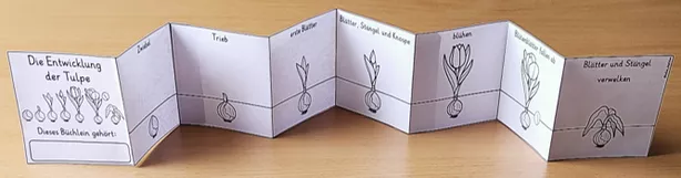 Bild in der Beschreibung des Unterrichtsmaterials Lebenszyklus Tulpe Klasse 1 - 4 LEPORELLO von Helles Köpfchen #2