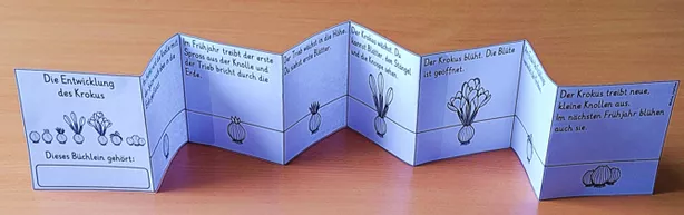 Bild in der Beschreibung des Unterrichtsmaterials Lebenszyklus Krokus Klasse 1-4 LEPORELLO von Helles Köpfchen #2
