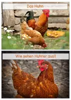 Vorschau - Stationenlernen - Einfache Wissenskarten-Huhn - Seite 1