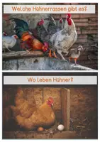 Vorschau - Stationenlernen - Einfache Wissenskarten-Huhn - Seite 3