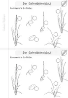 Vorschau - Arbeitsblätter - Getreide - vom Korn zum Getreide inklusive Getreidetagebuch und Bildkarten - Seite 2