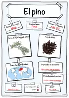 Vista previa - Hojas de trabajo - Ficha de pino (Árbol/árboles) - página 3