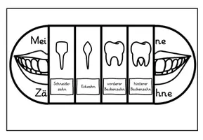 Vorschau - Arbeitsblätter - Meine Zähne - Milchgebiss - Erwachsenengebiss - Seite 3