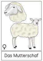 Vorschau - Präsentationen/Tafelbilder - Tafelmaterial - Schaf - Seite 3