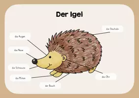 Vorschau - Poster - Der Igel - Lernplakat - Deckblatt