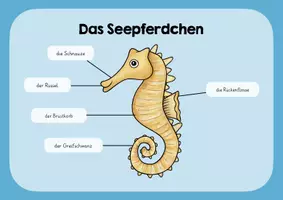 Vorschau - Poster - Das Seepferdchen - Lernplakat - Deckblatt