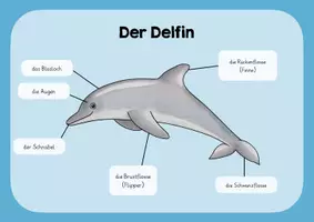Vorschau - Poster - Der Delfin - Lernplakat - Deckblatt