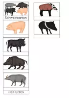 Vorschau - Mal- und Bastelvorlagen - Leporello - Schweinearten - Seite 3