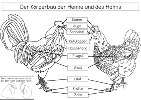 Vorschau - Arbeitsblätter - Übersichtsblatt - Körperbau eines Huhns - Seite 2
