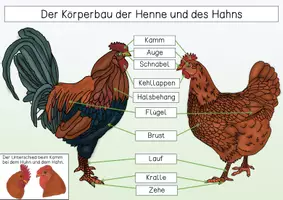 Vorschau - Arbeitsblätter - Übersichtsblatt - Körperbau eines Huhns - Seite 1