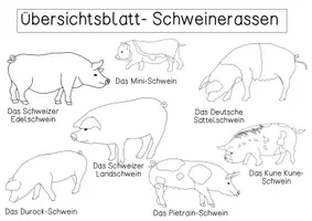 Vorschau - Poster - Übersichtsblatt - Schweinerassen - Seite 3
