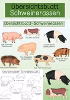 Vorschau - Poster - Übersichtsblatt - Schweinerassen - Deckblatt