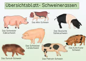 Vorschau - Poster - Übersichtsblatt - Schweinerassen - Seite 2
