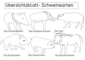 Vorschau - Poster - Übersichtsblatt - Schweinearten - Seite 3