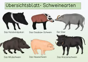 Vorschau - Poster - Übersichtsblatt - Schweinearten - Seite 2