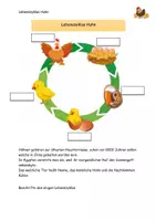Vorschau - Arbeitsblätter - Lebenszyklus Huhn - Aufgaben, Steckbrief, Lösungen - Seite 2