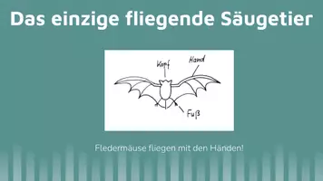 Vorschau - Präsentationen/Tafelbilder - Fledermaus Fakten - interaktive Präsentation #TimeForClimateAction - Seite 2
