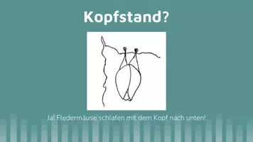 Vorschau - Präsentationen/Tafelbilder - Fledermaus Fakten - interaktive Präsentation #TimeForClimateAction - Seite 3