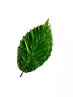 Vorschau - Mal- und Bastelvorlagen - Kleines Bundle Freiarbeitsmaterial Herbst - Seite 3