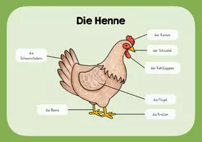 Vorschau - Poster - Die Henne - Lernplakat - Deckblatt