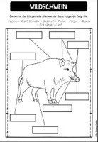 Vorschau - Arbeitsblätter - Das Wildschwein - Materialpaket - Seite 1