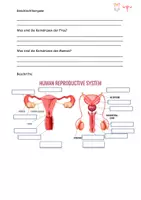 Vorschau - Stundenentwürfe - Die Geschlechtsorgane Grafik Aufgaben Lösungen - Seite 3